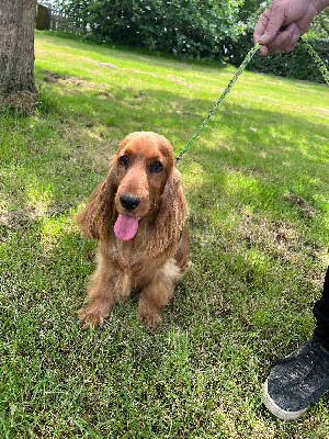 Étalon Cocker Spaniel Anglais - Violine des bois de la bro