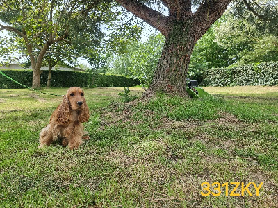 Étalon Cocker Spaniel Anglais - Vaya des bois de la bro