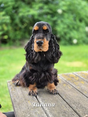 Étalon Cocker Spaniel Anglais - Tatiana Du domaine des clayeux