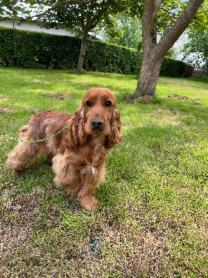 Étalon Cocker Spaniel Anglais - Violette des bois de la bro