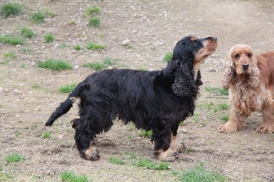 Étalon Cocker Spaniel Anglais - Sega Du Royaume D'Unik