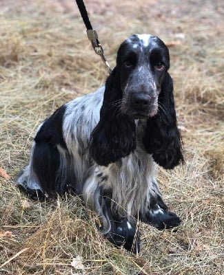 Étalon Cocker Spaniel Anglais - Poésie Du domaine des clayeux