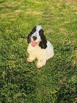 Étalon Cocker Spaniel Anglais - Vanille-kiaramel de la demeure du berger
