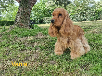 Étalon Cocker Spaniel Anglais - Vania des coleres de Zeus