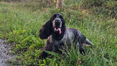 Étalon Cocker Spaniel Anglais - T'monta star d'Al Ma Mour