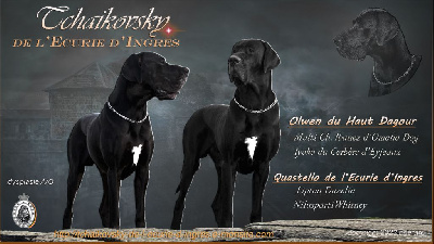 CH. Tchaikovsky de l'ecurie d'ingres