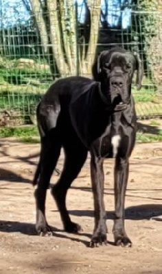 Étalon Dogue allemand - Urbach Des Terres Du Grazo