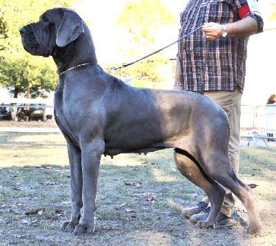 Étalon Dogue allemand - Tresor du domaine de Kalkis