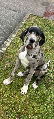 Étalon Dogue allemand - Velour Du Phare Dunkerquois
