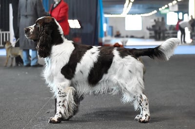 Étalon English Springer Spaniel - CH. Ultime snow De Rebelle Arya