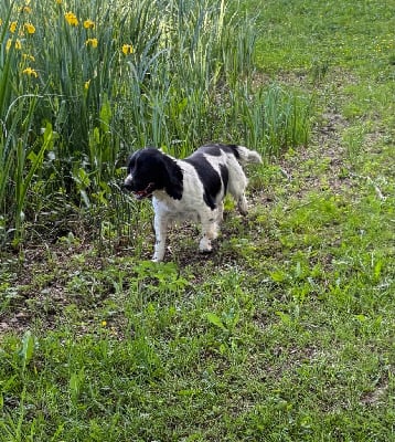 Étalon English Springer Spaniel - Nikita Des Terres Vives