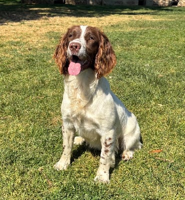 Étalon English Springer Spaniel - Sunset D'hell Volga