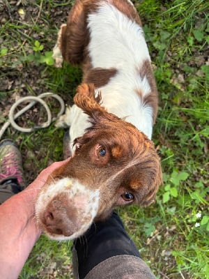 Étalon English Springer Spaniel - Nat des Etangs de Dame Blanche