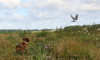 Étalon Epagneul Breton - CH. U2 de la plume picarde