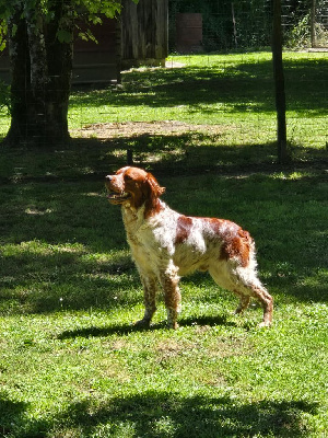 Étalon Epagneul Breton - du Clan des Perdrix Uv