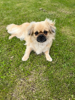 Étalon Epagneul tibetain - CH. Rêve du houang-ho
