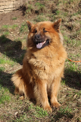 Étalon Eurasier - Scarlett de l'Odyssée des Muses