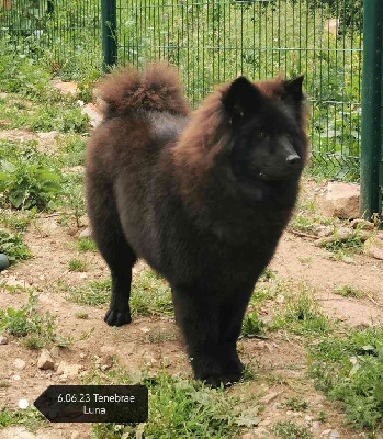 Étalon Eurasier - Tenebrae luna Des crinières de feu