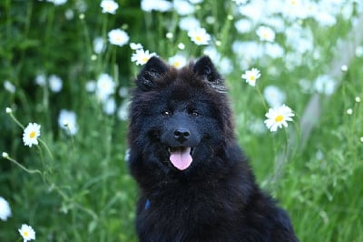 Étalon Eurasier - Vlou blue De La Vallée Du Petit Pré