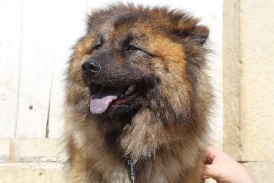 Étalon Eurasier - Toupie (Sans Affixe)