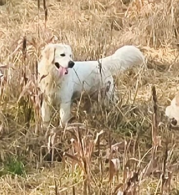 Étalon Golden Retriever - Valse avec la makisu Gold Of Neywa