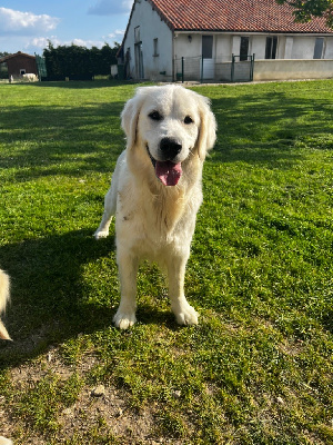 Étalon Golden Retriever - Uranite de l eternel mitness
