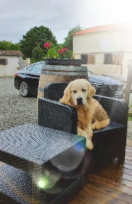 Étalon Golden Retriever - Princesse De La Lagune De Montdesir