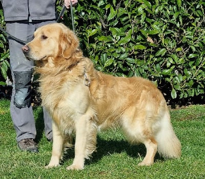 Étalon Golden Retriever - Sniper (Sans Affixe)