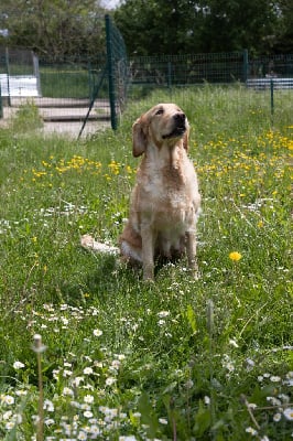 Étalon Golden Retriever - Salsa des fields d'est