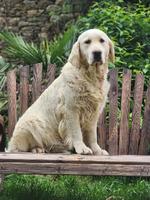Étalon Golden Retriever - Scylla des Anges de la Claie