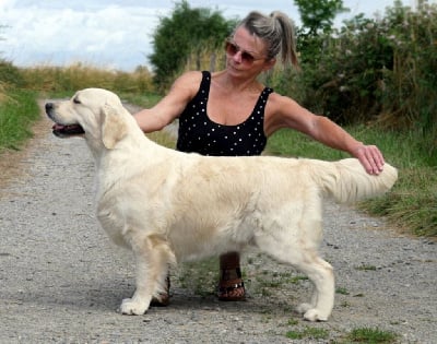 Étalon Golden Retriever - Browndust Russian romance