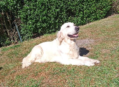 Étalon Golden Retriever - Tixy du Marais Flamand