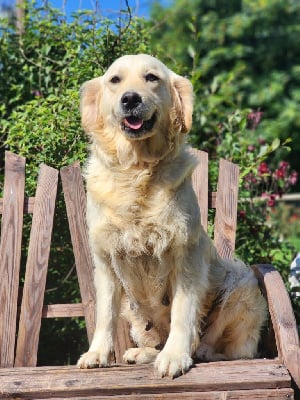 Étalon Golden Retriever - Teen spirit smell like des Anges de la Claie