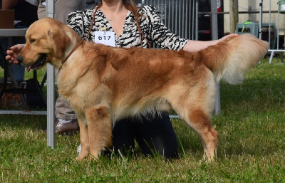 Étalon Golden Retriever - Catch The Dream Vin diesel