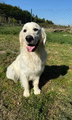 Étalon Golden Retriever - Uki Gold'and Black de Camileo