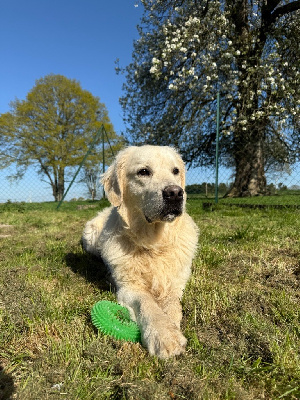 Étalon Golden Retriever - Tony du domaine de Chavaignes