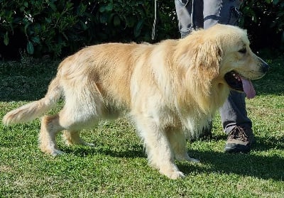 Étalon Golden Retriever - Ubiwan de la Gabrière
