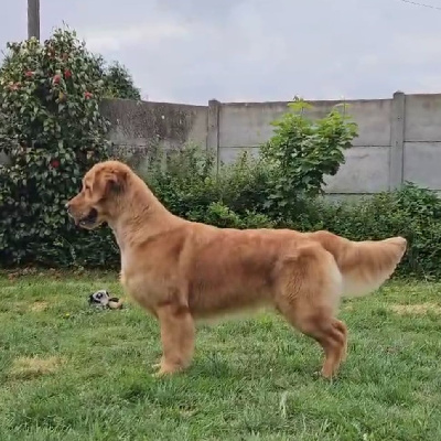 Étalon Golden Retriever - Velvet starry night De La Petite Sulka
