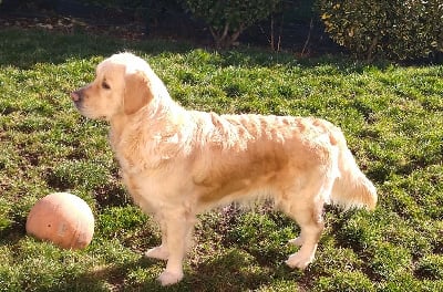 Étalon Golden Retriever - Taïga Des Vents Sacrés D'Aubrio