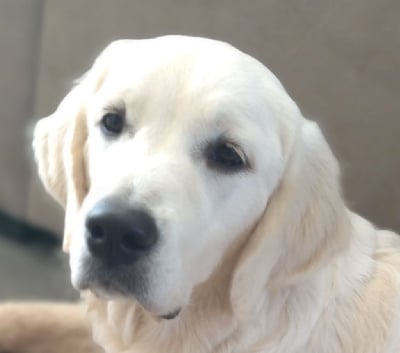 Étalon Golden Retriever - Umi little bear des puppys goldens love