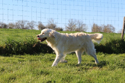 Étalon Golden Retriever - Rosa d'arguiler d'anjou