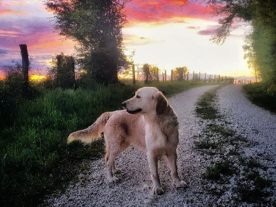 Étalon Golden Retriever - Tryss De L’Elite Du Grand Est