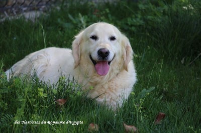 Étalon Golden Retriever - Plume De La Colline D'Eole