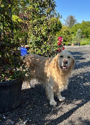 Étalon Golden Retriever - Ozaka Du Souvenir De Tootsie