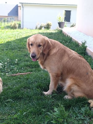 Étalon Golden Retriever - Tess Des Vents Sacrés D'Aubrio