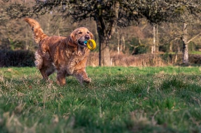 Étalon Golden Retriever - Surprise Du pays sauvage