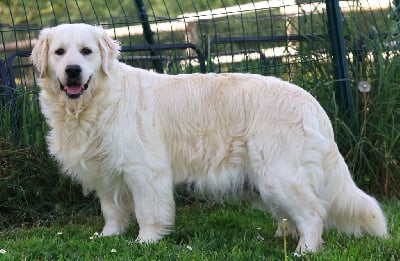 Étalon Golden Retriever - Toscane du Royaume de la Petite étoile