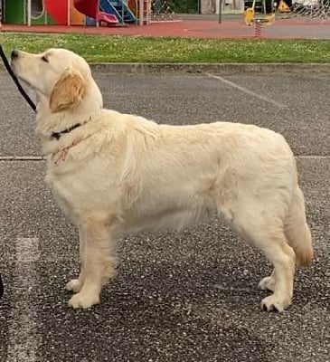 Étalon Golden Retriever - Ad Usque Fidelis Vittoria della vita