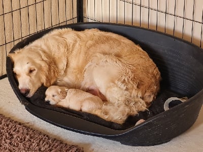 Étalon Golden Retriever - Pandora de la bergerie d' argent