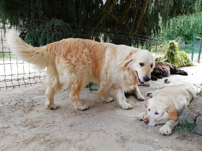 Étalon Golden Retriever - Sirène Du Pays Du Mont Saint Michel